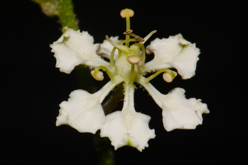 Slender bunchflower (Melanthium hybridum)