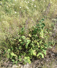 Scrophularia villosa