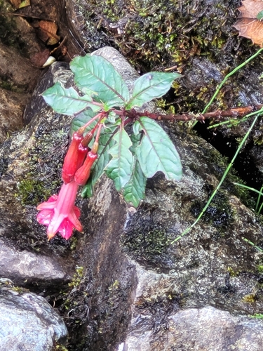 Fuchsia denticulata, photograph 3