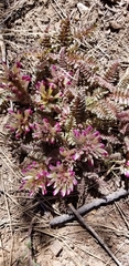 Pedicularis centranthera