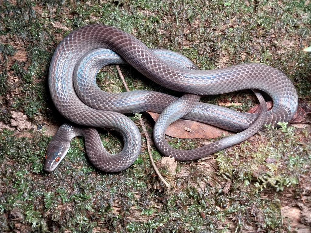 Forest Flame Snake from Tunapuna/Piarco Regional Corporation, Trinidad ...