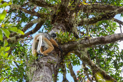 Propithecus diadema
