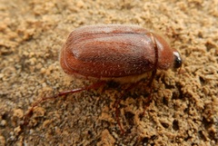 Phyllophaga tristis