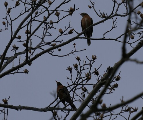 American Robin photographed in Louisiana