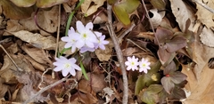 Hepatica acutiloba