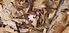 Hepatica acutiloba