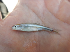 Notropis volucellus