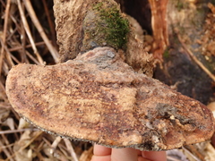 Gloeophyllum trabeum