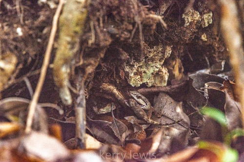 Cayman Brac Racer