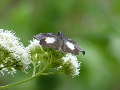 Theagenes albiplaga