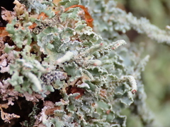 Cladonia polydactyla