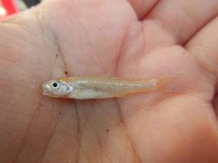 Notropis buchanani
