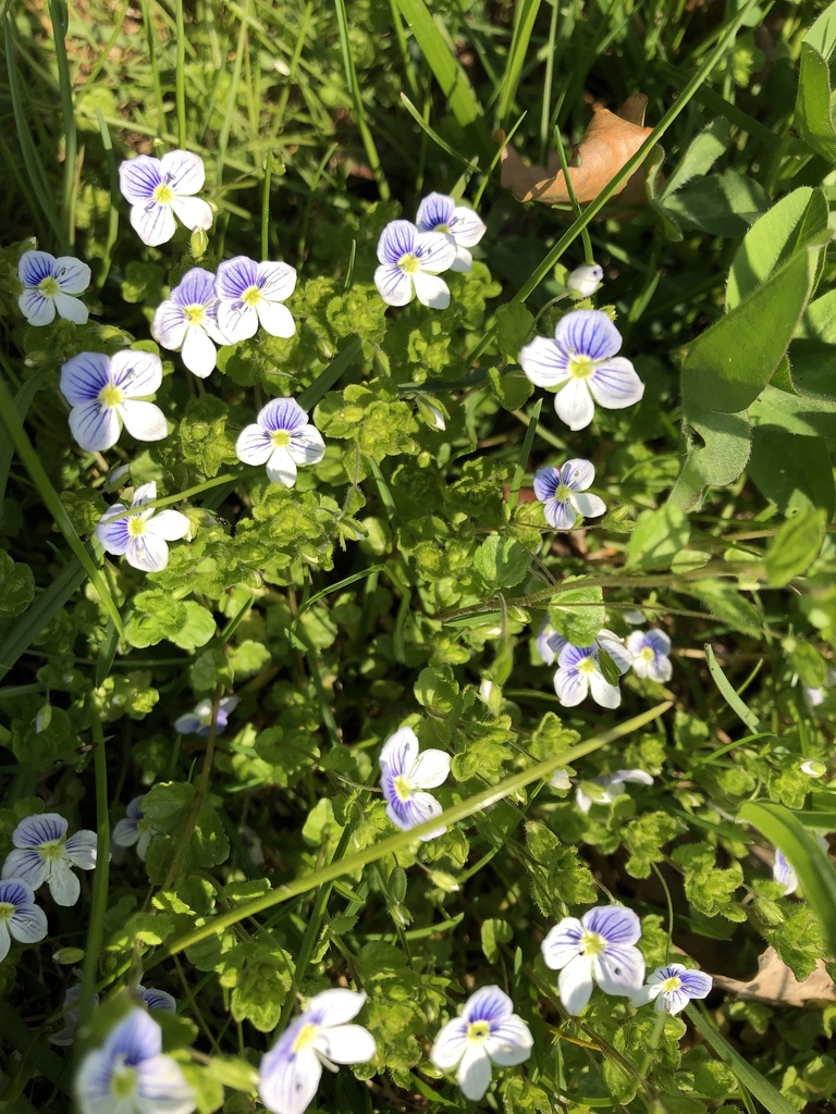 Veronica subsect. Agrestes