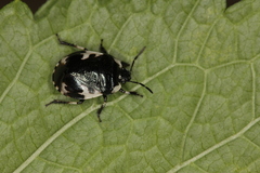 Tritomegas rotundipennis