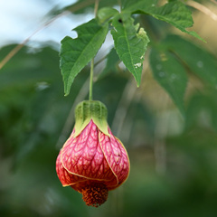 Callianthe picta image