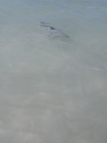 Photo of Ocean triggerfish (Canthidermis sufflamen)