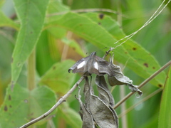 Theagenes albiplaga