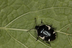 Tritomegas sexmaculatus