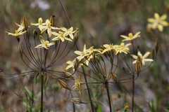 Triteleia ixioides scabra