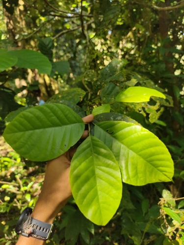 Aglaia simplicifolia observed 2023-12-27