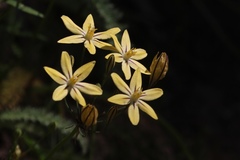 Triteleia ixioides scabra