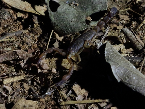 Grosphus hirtus