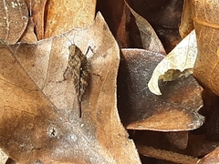 Tettigidea lateralis