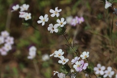 Leptosiphon montanus