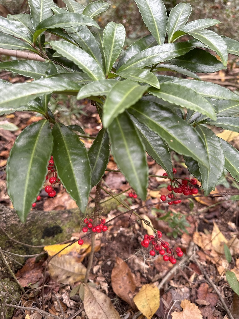 Coralberry from Redwater Lake Rd, Hawthorne, FL, US on December 27, 2023 at 0126 PM by
