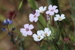 Leptosiphon montanus