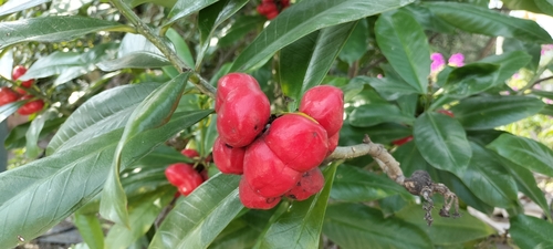 Image of Thevetia ahouai by (c) Tereso Hernández Morales, some rights reserved (CC BY)