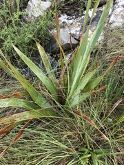 Watsonia pulchra