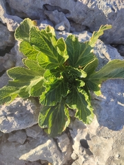 Pastinaca lucida, photograph author not stated, no rights reserved