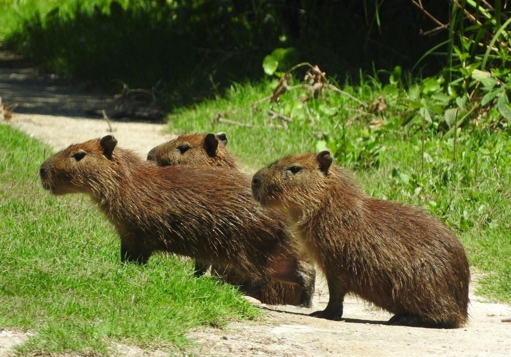 Capybara from Magdalena, Provincia de Buenos Aires, Argentina on ...