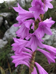 Watsonia pulchra
