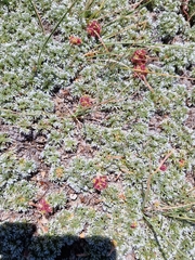 Acaena caespitosa, photograph (c) Clive Freedman, some rights reserved (CC BY)