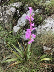 Watsonia pulchra