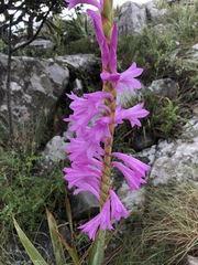 Watsonia pulchra