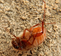 Phyllophaga tristis