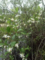 Styrax americanus image