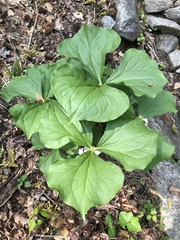 Trillium rugelii