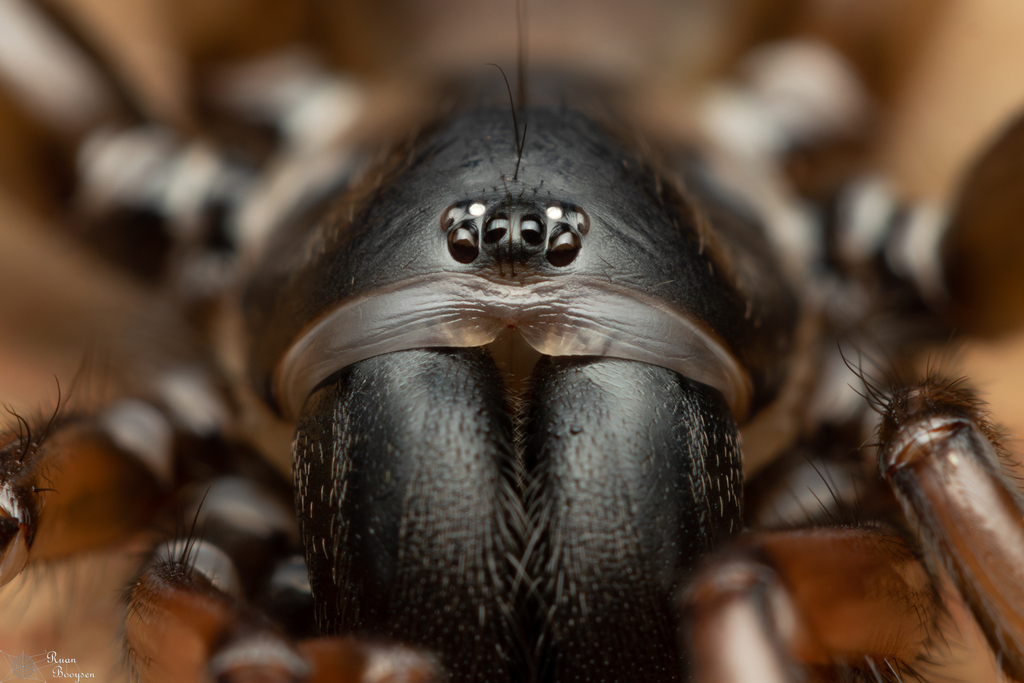 Wafer-lid trapdoor spiders
