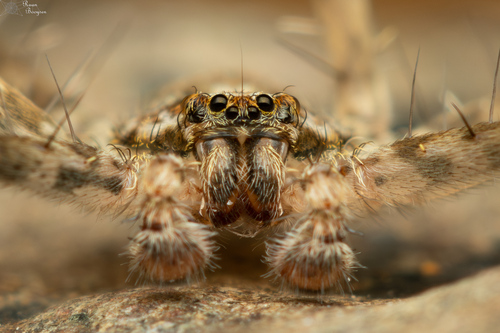 Anyphops Septemspinatus INaturalist