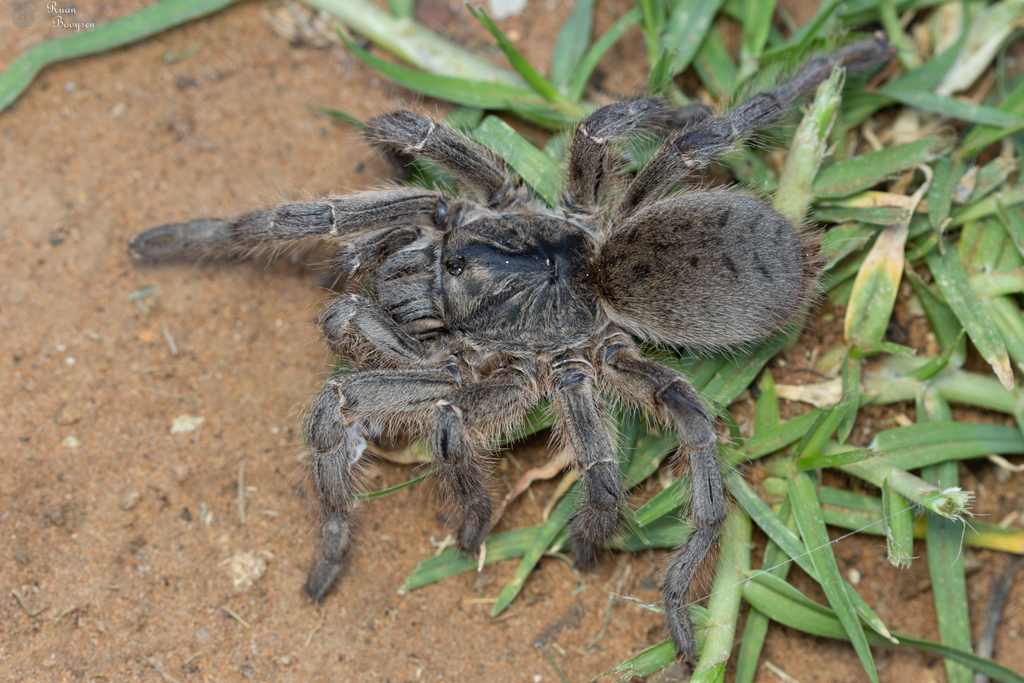 Common Baboon Spider