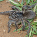 Common Baboon Spider - Photo (c) Ruan Booysen, some rights reserved (CC BY-NC), uploaded by Ruan Booysen