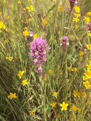 Castilleja densiflora gracilis