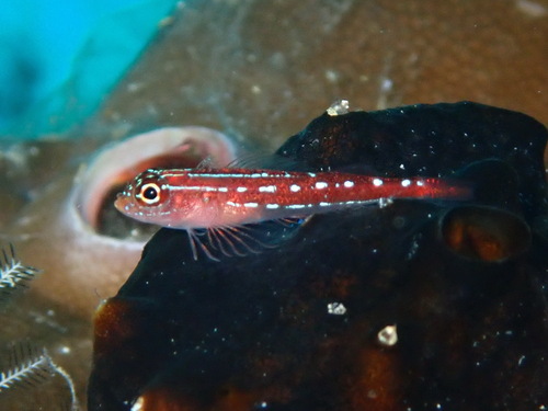 Maldives triplefin (Helcogramma maldivensis) — Tripterygiidae