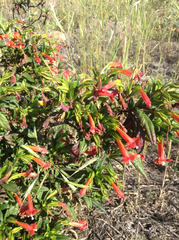 Diplacus parviflorus