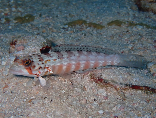 Parapercis signata observed 2023-12-21