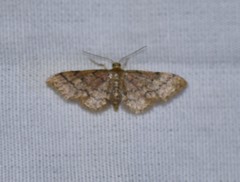 Idaea pervertipennis